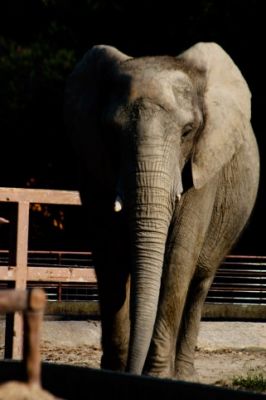 デンバー動物園