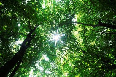 eco