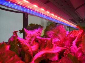 LED