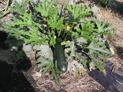eco