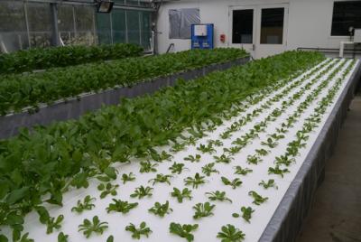 植物工場産野菜