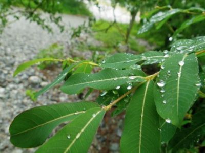 雑草
